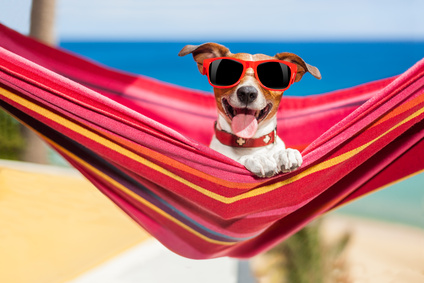 dog relaxing on a fancy red  hammock with sunglasses